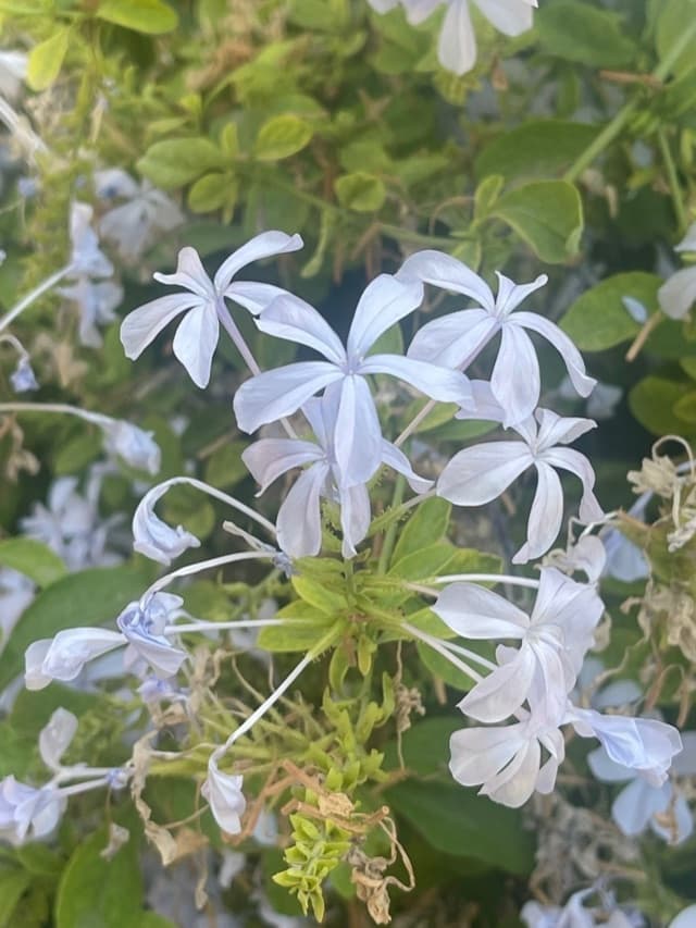Cape plumbago