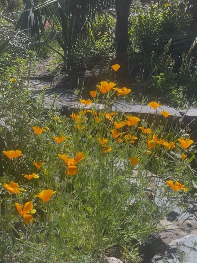 California poppies